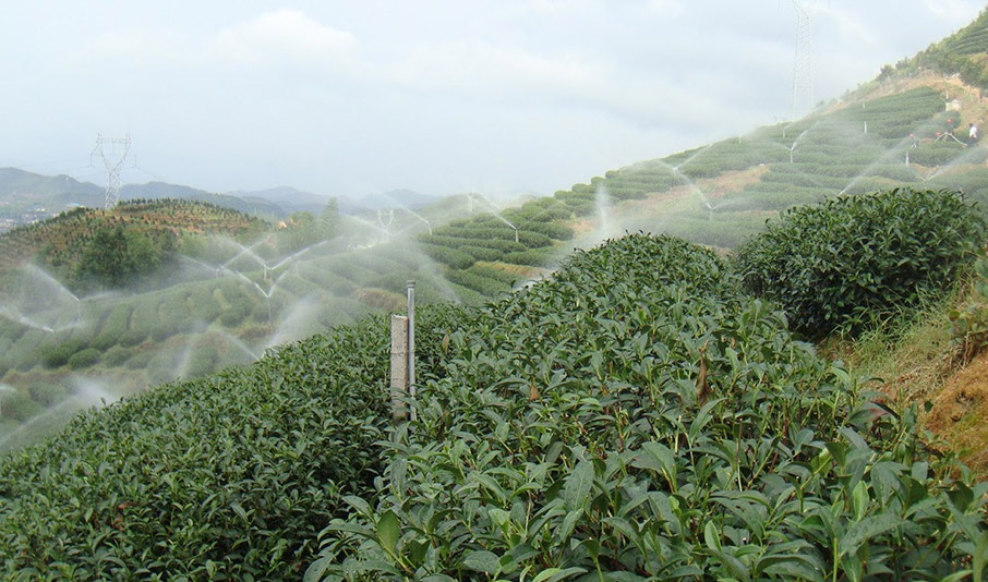 Té Golden Monkey Pre Qingming Pure Buds | Sans & Sans