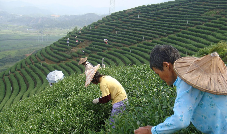 Té Golden Monkey Pre Qingming Pure Buds | Sans & Sans