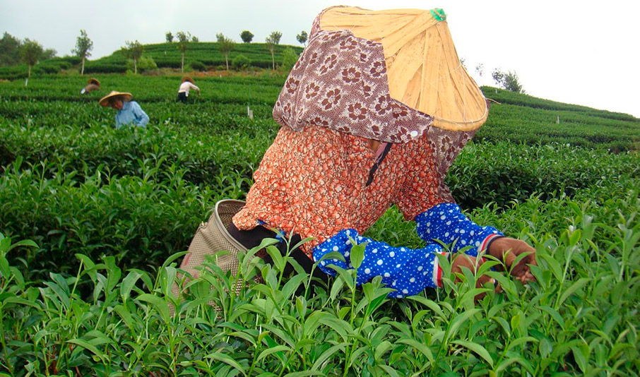 Té Golden Monkey Pre Qingming Pure Buds | Sans & Sans